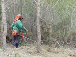 Fotografía de un operario forestal desbrozando en un bosque. Autor: Mª Isabel Sánchez Resco