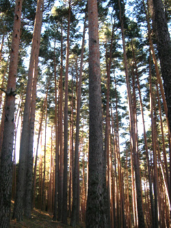 Fotografia de un bosque de pino Albar. Autor: Vicente Sandoval