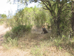 Fotografía de un zorro sentado bajo la sombra de un árbol. Autores: Patricia Tostado Rivera y Cristina García Rodríguez