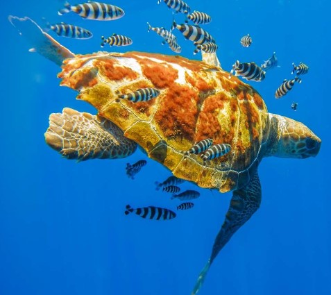 Tortuga boba (Caretta caretta). Foto: Juan Bécares