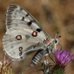 Mariposa apolo, Parnassius apollo. Autor: Ricardo Gómez Calmaestra