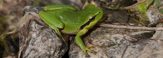 Ranita meridional, Hyla meridionalis. Autor: Ricardo Gómez Calmaestra