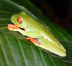 Agalychnis callidryas. Costa Rica.
Autor: Ricardo Gómez Calmaestra MITECO