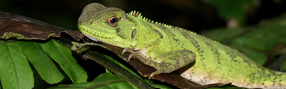 Enyailoides laticeps (Ecuador)
Autor: Ricardo Gómez Calmaestra (MITECO)