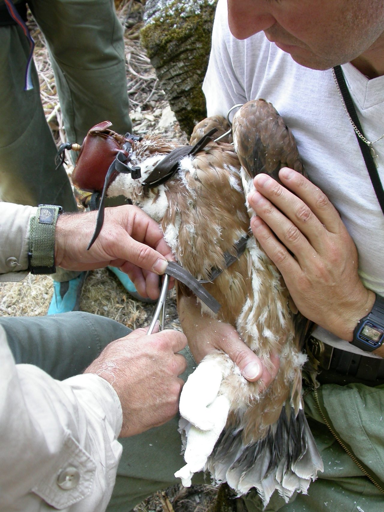 Pollo de águila imperial ibérica Aquila adalberti al que se está colocando un emisor de radiofrecuencia. Autor: Rubén Moreno-Opo Díaz-Meco