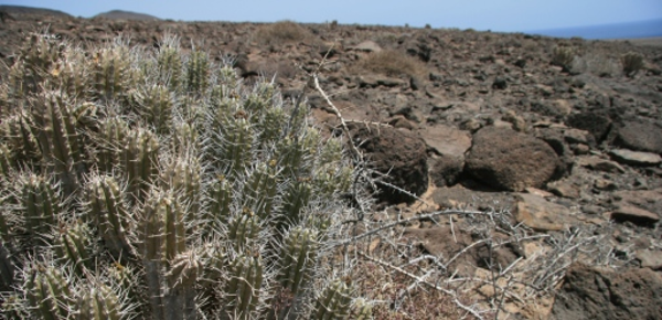 Cardón de Jandía, Euphorbia handiensis. Autora: Teresa Pereyra