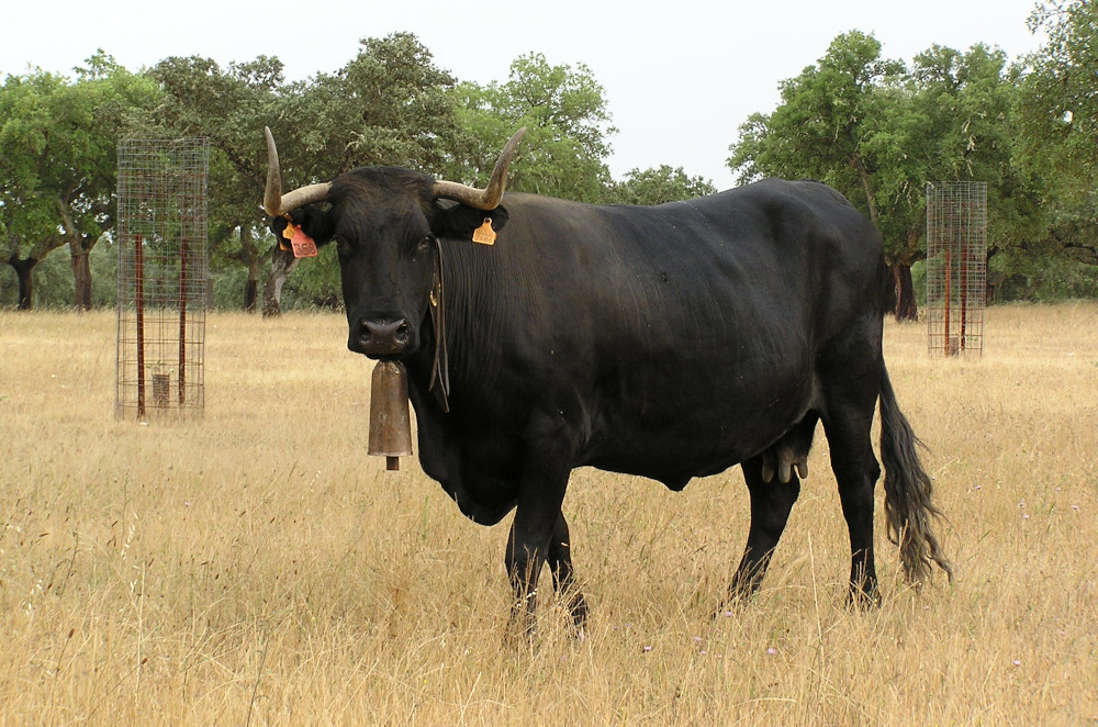 Vaca de la raza Avileña negra ibérica. Fotografía: Francisco Guil. MITECO