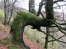 Valle del Saja. Ángel Sánchez Fernández