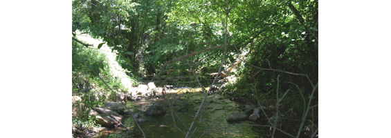 Fotografía de un río con vegetación