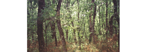 Fotografía de un bosque