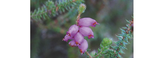 Fotografía en primer término de una flor