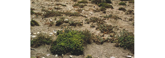 Fotografía de vegetación en dunas marítimas de las costas mediterráneas