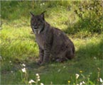 Lince ibérico. Lynx pardinus