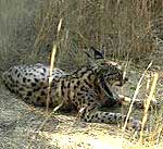 Lince ibérico. Lynx pardinus