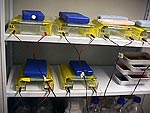 Estantería de laboratorio  con cubetas de muestras de olmos