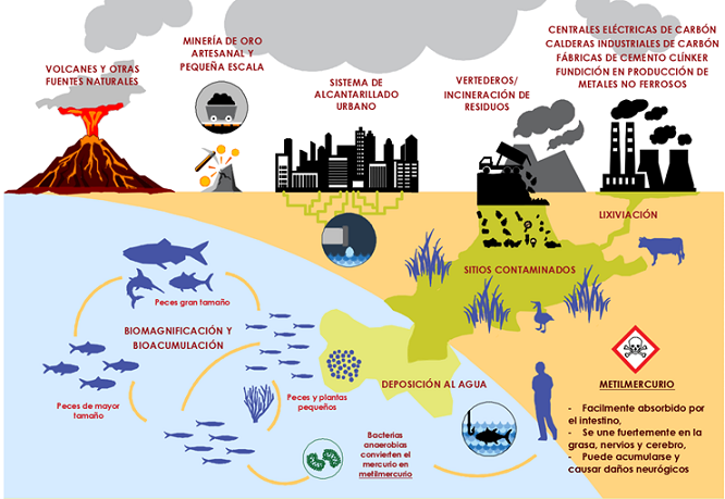 Ciclo de vida del mercurio
