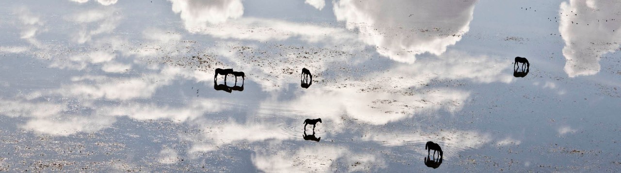 Caballos en la marisma de Doñana