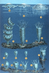 Ciclo de vida de una escifomedusa - Mattias Jacob Schleiden : 'Das Meer'