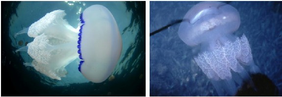 Izquierda: Rhizostoma pulmo - © OCEANA Juan Cuetos; Derecha: Rhizostoma pulmo – www.planmedusas.es