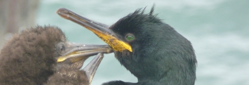 Imagen de cormoranes