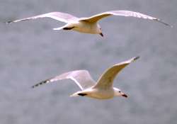 Gaviota de Audouin (Larus audouinii)