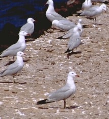 Gaviota de Audouin