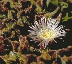 Mesembryanthemum crystallinum