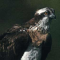 Águila pescadora (Pandion haliaaetus)