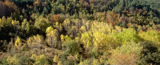 Paisaje de chopera en el Camino de la Torrecilla