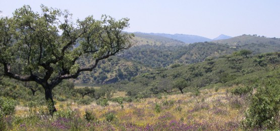 Paisaje desde Cerro Gimio