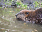 Castor (Castor canadensis)