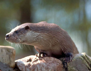 Nutria/Llúdriga [V. García Canseco]