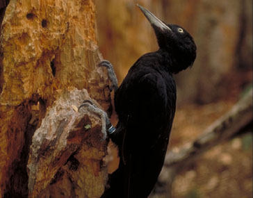 Picamaderos negro / Picot negre 