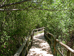 Senda botánica Torre Abraham