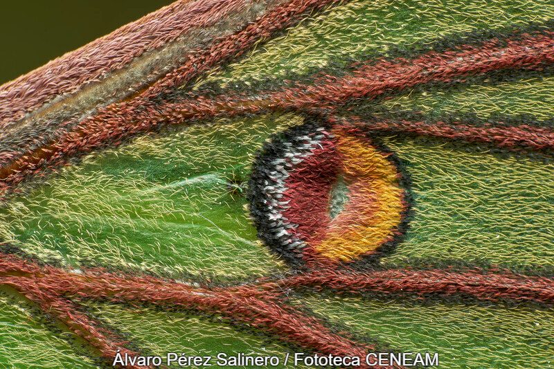 Detalle de ala de graellsia