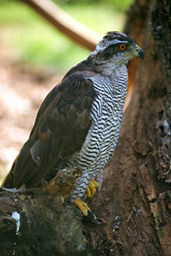 azor, Parque Nacional de la Sierra de las Nieves