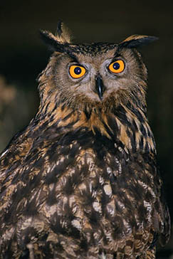 búho real, Parque Nacional de la Sierra de las Nieves