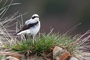 Collalba gris, Parque Nacional de la Sierra de las Nieves