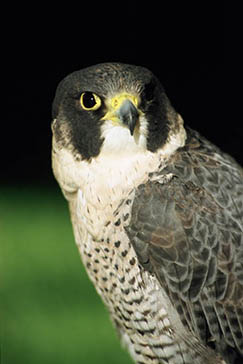 halcón peregrino, Parque Nacional de la Sierra de las Nieves