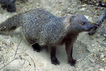 meloncillo, Parque Nacional de la Sierra de las Nieves