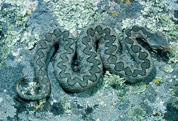 víbora hocicuda, Parque Nacional de la Sierra de las Nieves