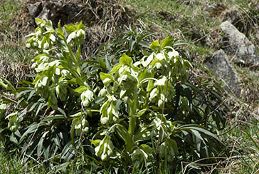 Helleborus foetidus