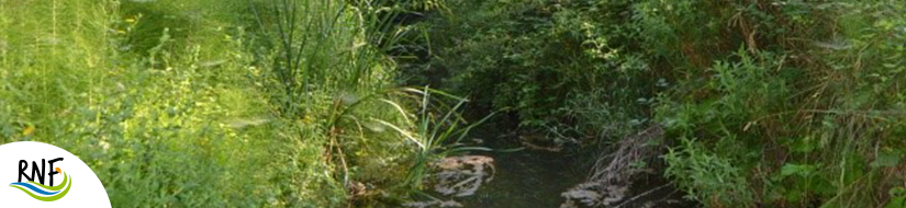 Reserva Natural Fluvial Cabecera de la Riera de Oló 