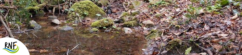 Reserva Natural Fluvial Torrente de Aiguafina 