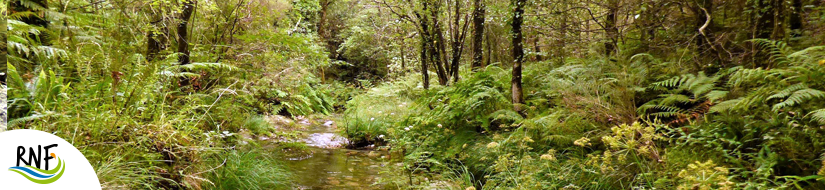 Reserva natural fluvial del Río Mera. Zona: Rego dos Carris