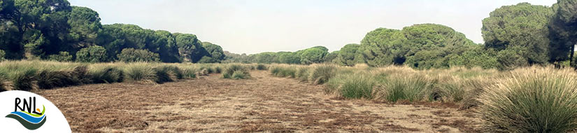 Complejo Lagunar Navazos y Llanos de las Marismillas