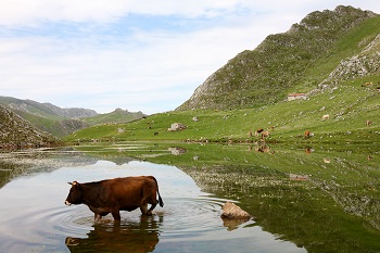 Protección de las aguas frente a los nitratos y pesticidas