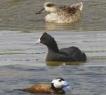 Cerceta pardilla (Marmaronetta angustirostris), focha moruna (Fulica cristata) y malvasía cabeciblanca (Oxyura leucocephala) Autor: Ricardo Gómez 