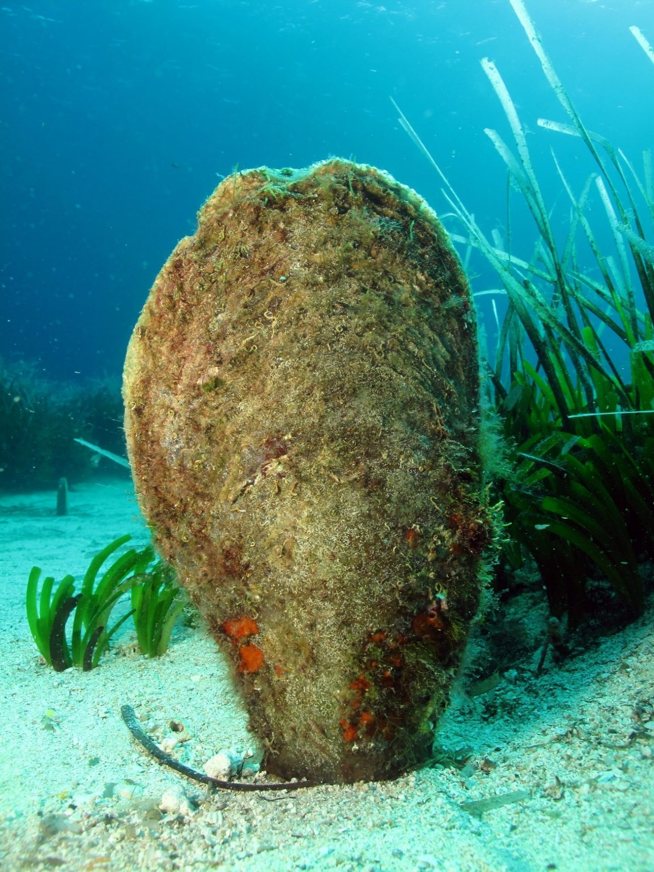 Nacra (Pinna nobilis). Foto: Maite Vázquez. Instituto Español de Oceanografía