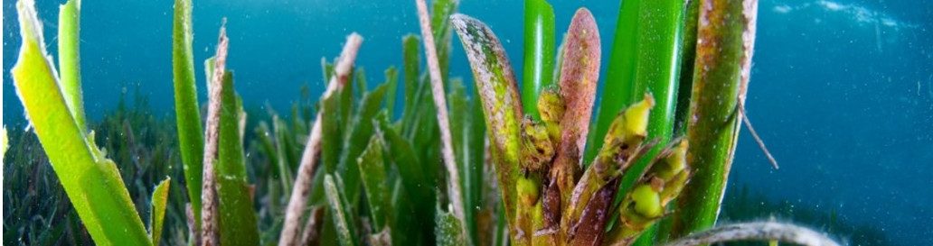 Flor germinada de Posidonia oceanica (Fotografía: Javier Murcia)